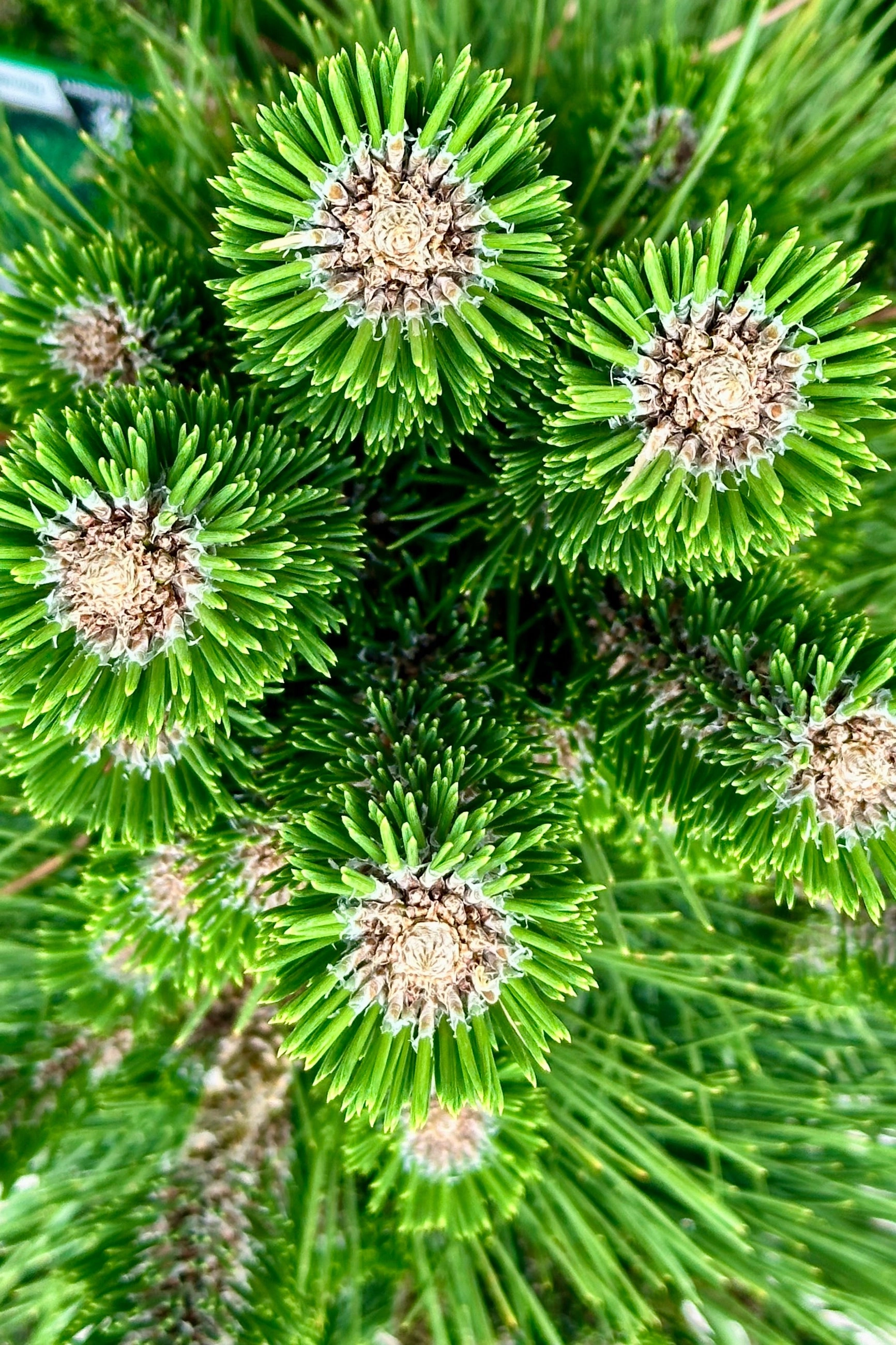 Pinus t. 'Thunderhead' #15