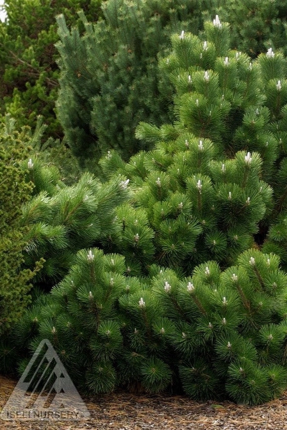 Pinus t. 'Thunderhead' #15