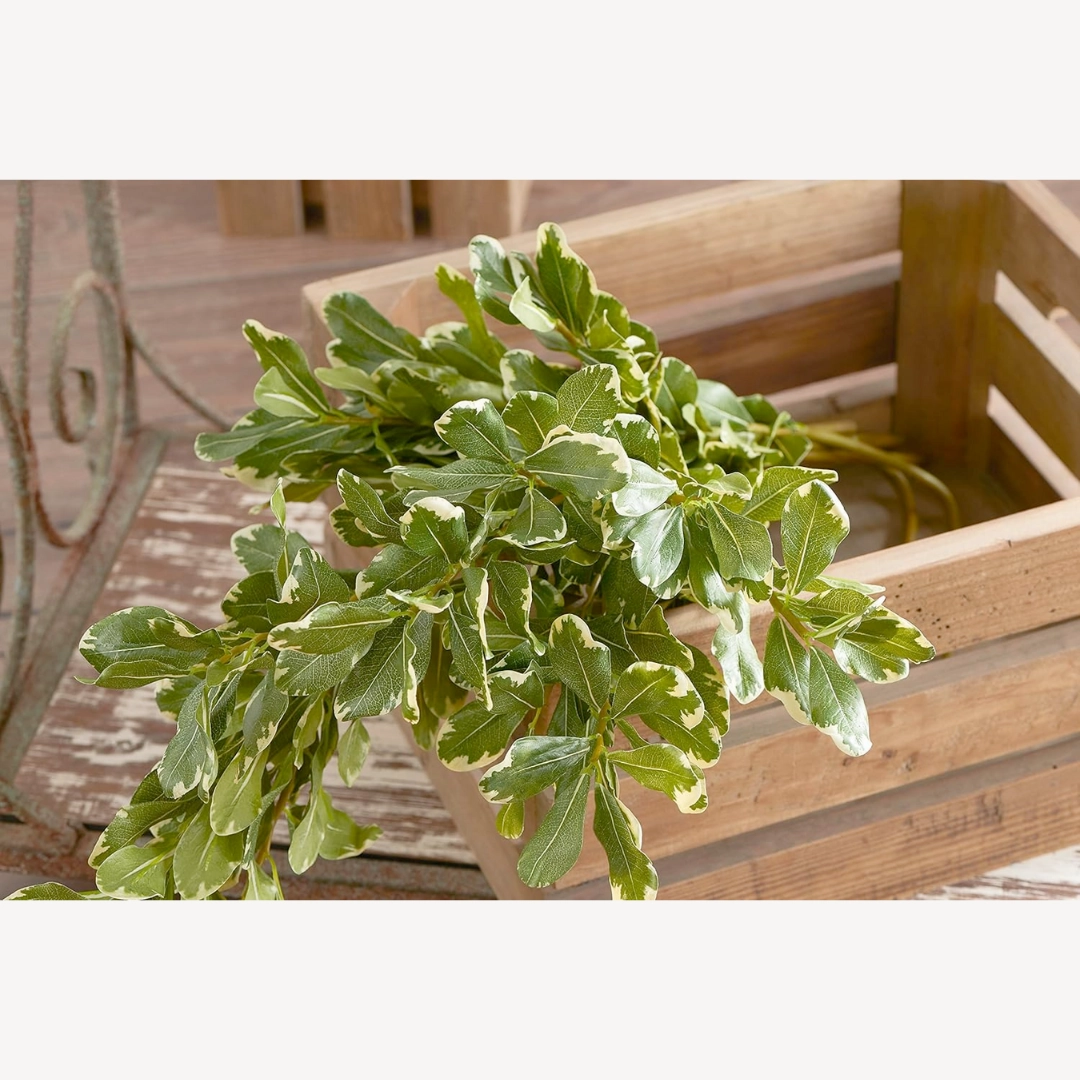 Pittosporum Leaf Stem
