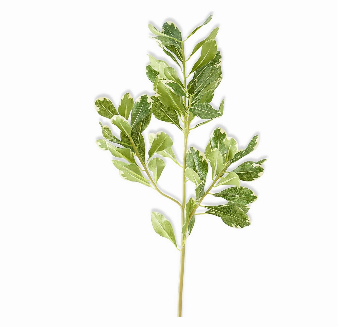 Pittosporum Leaf Stem
