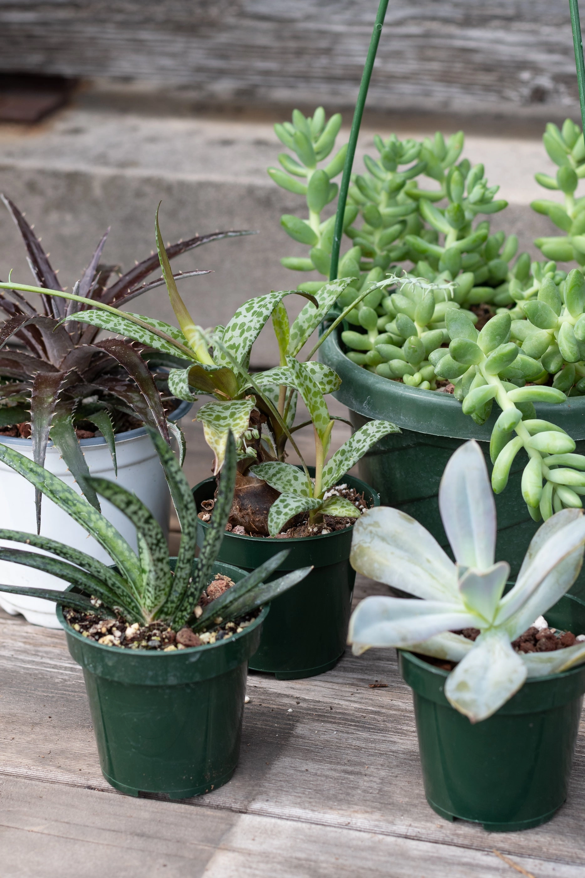Plant Grab Bag