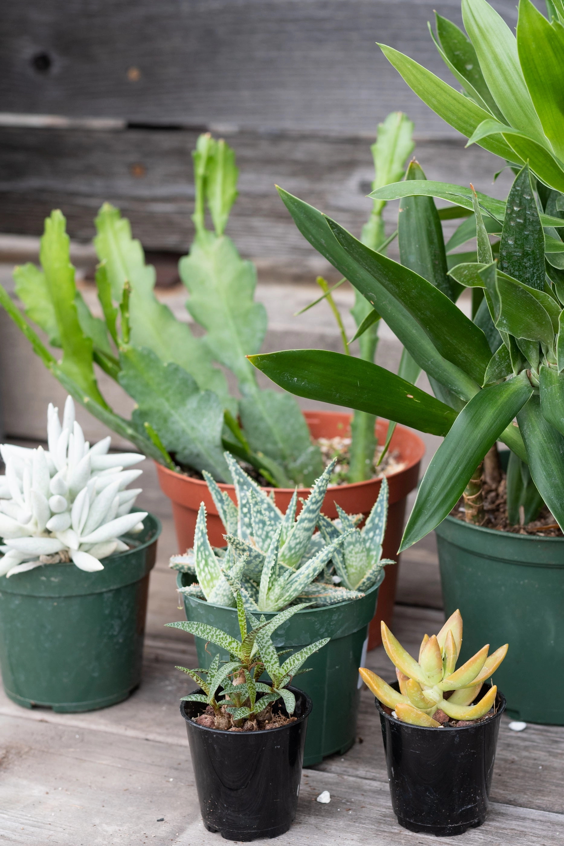 Plant Grab Bag