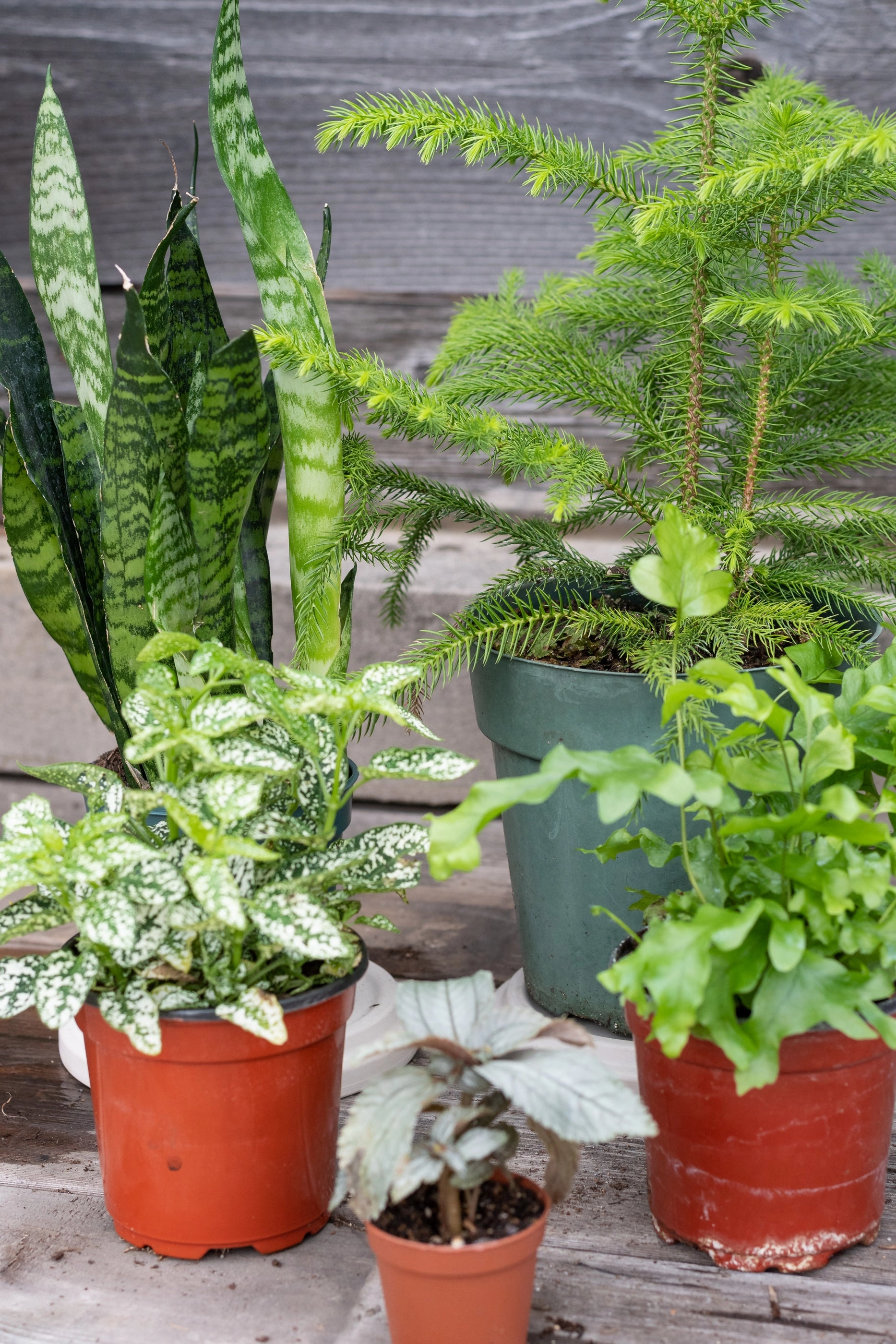 Plant Grab Bag