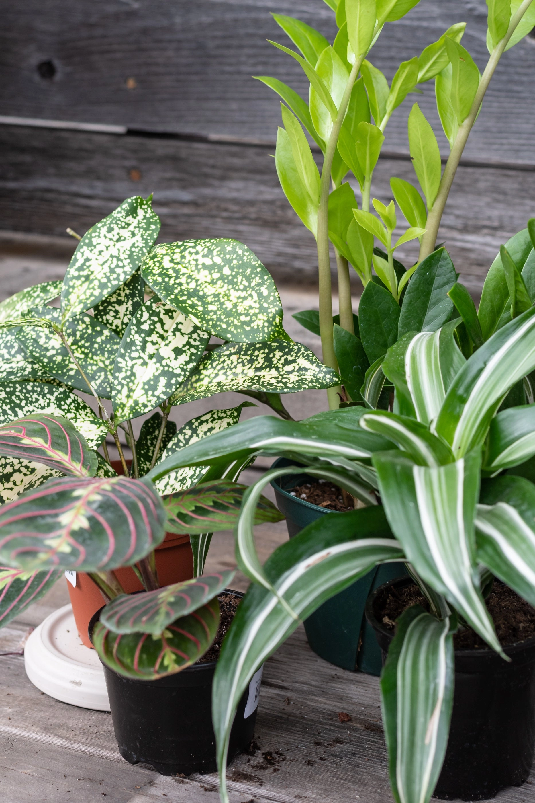 Plant Grab Bag