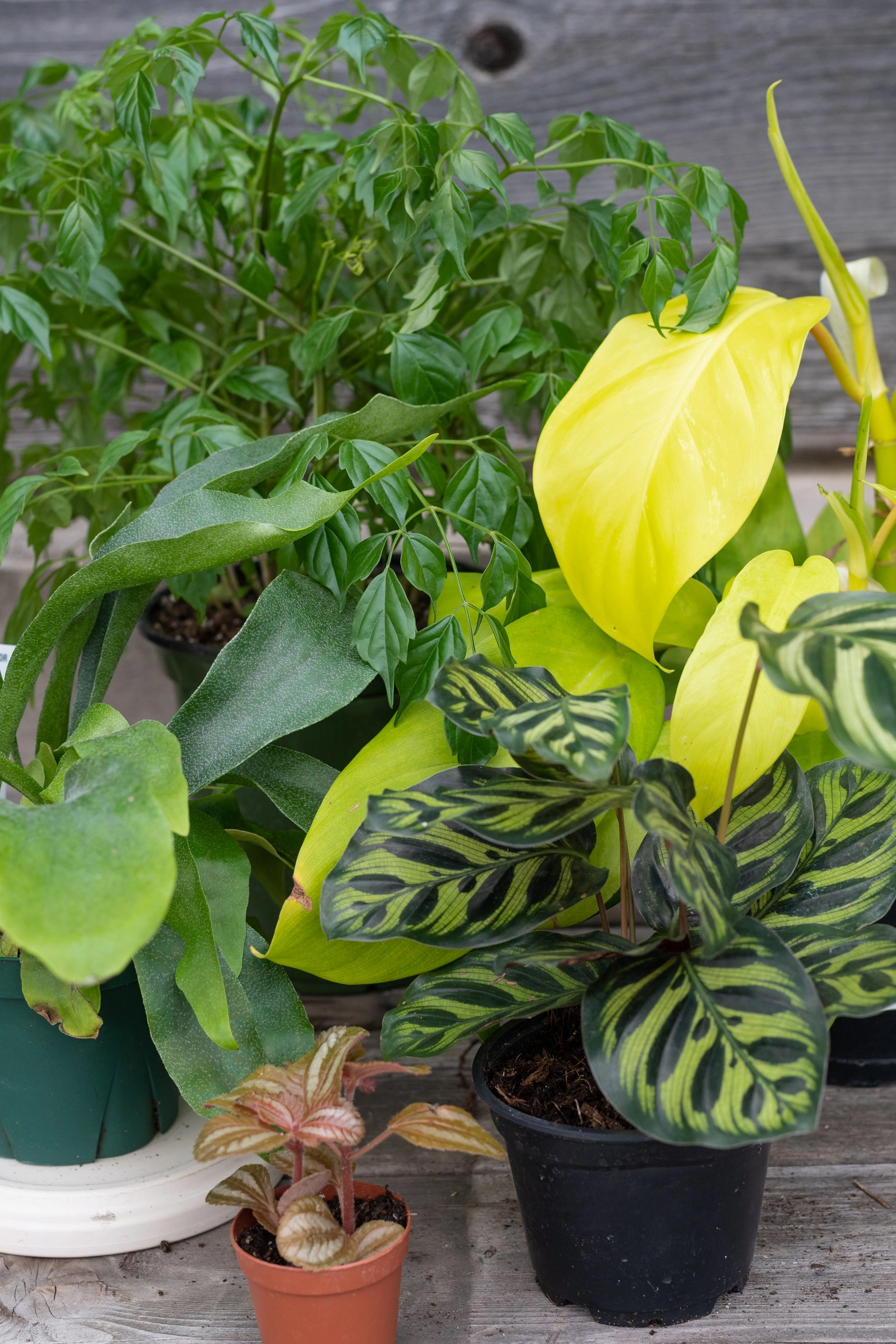 Plant Grab Bag