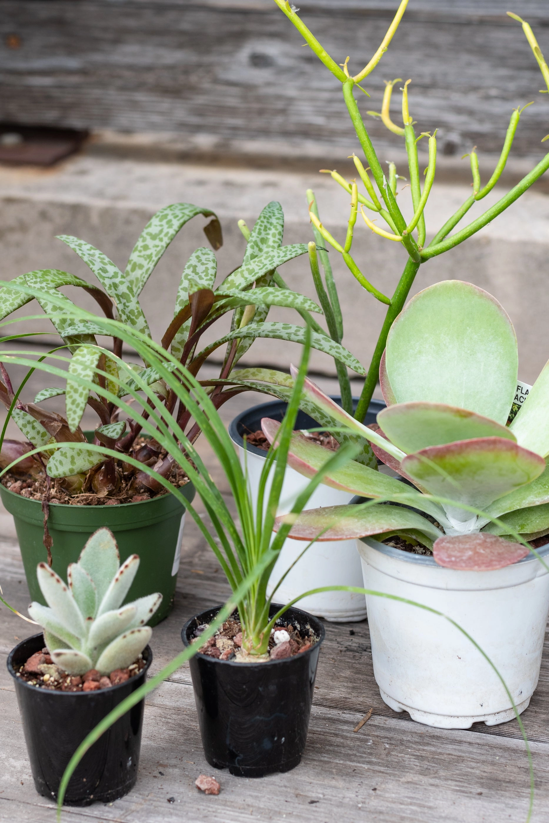 Plant Grab Bag