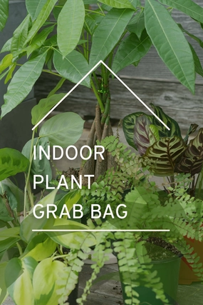 Plant Grab Bag medium flower pot  