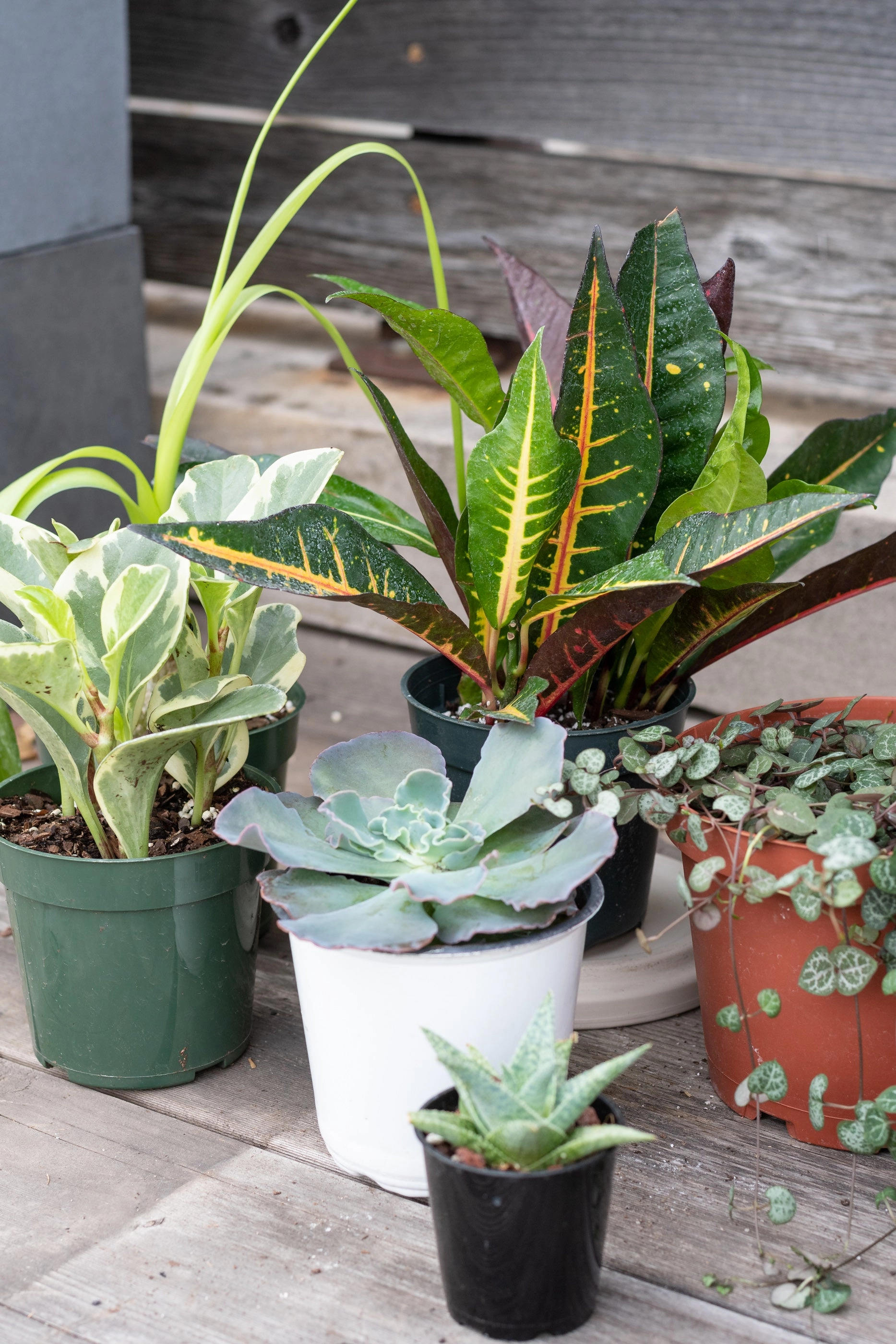 Plant Grab Bag