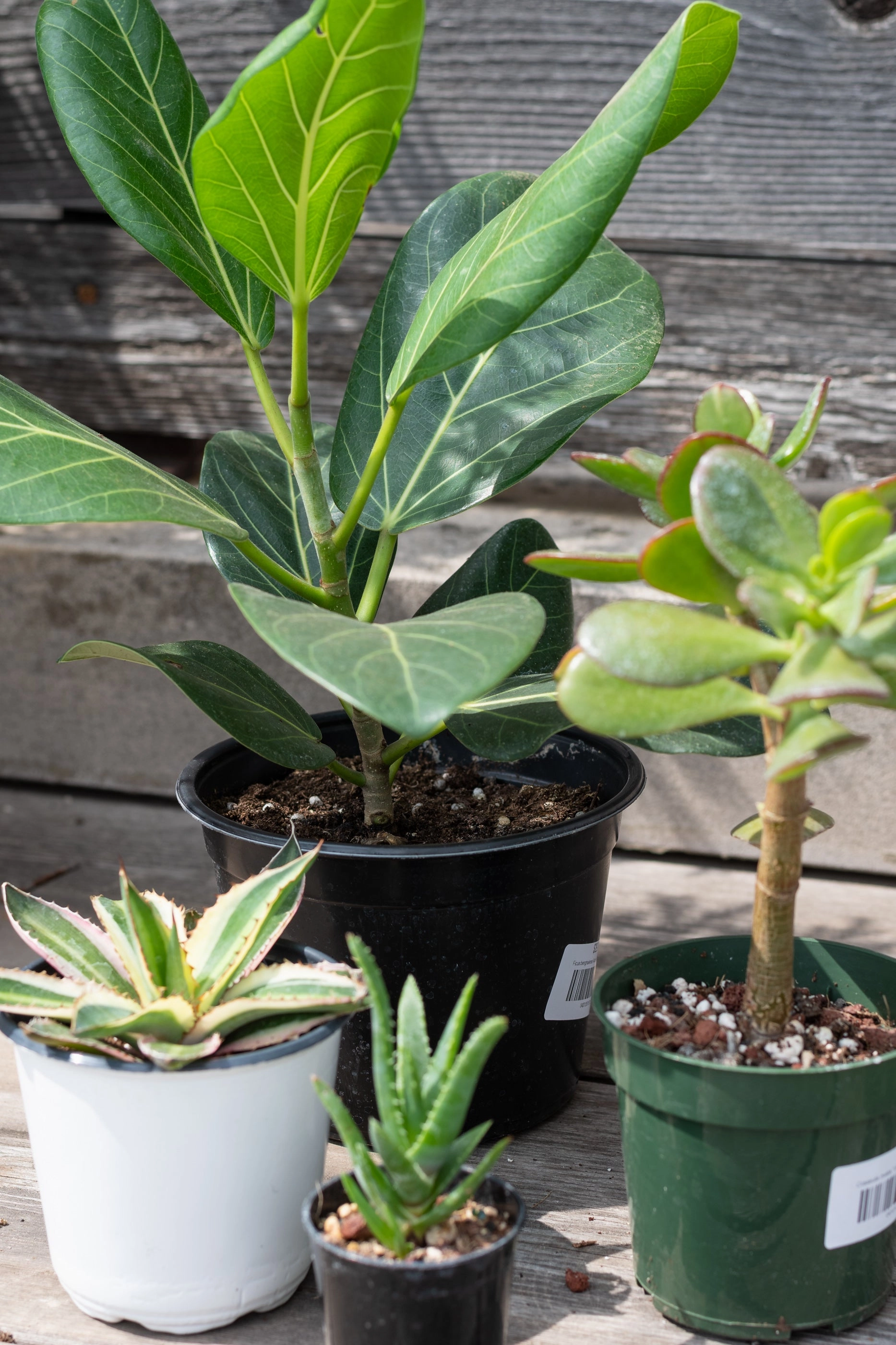 Plant Grab Bag