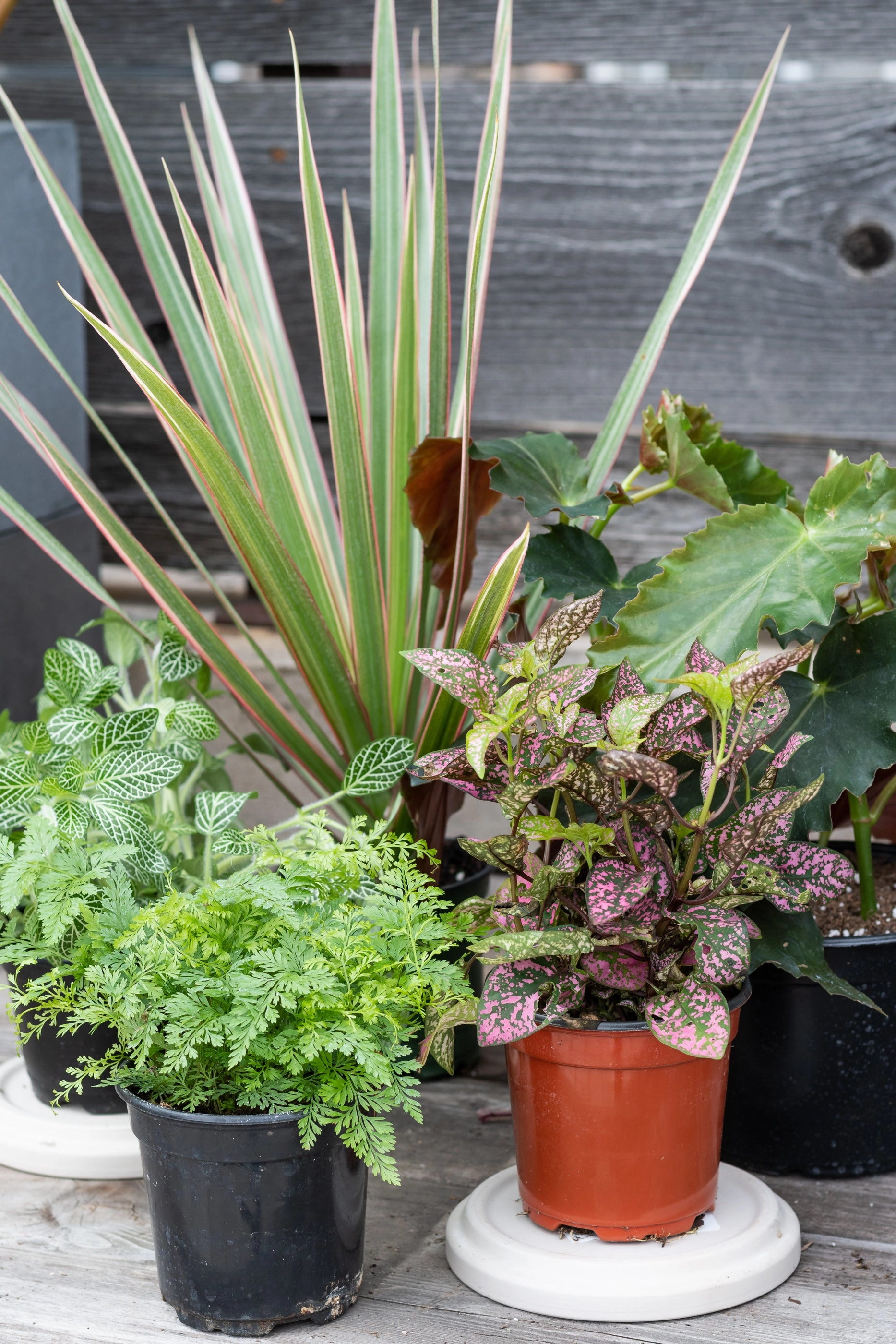 Plant Grab Bag