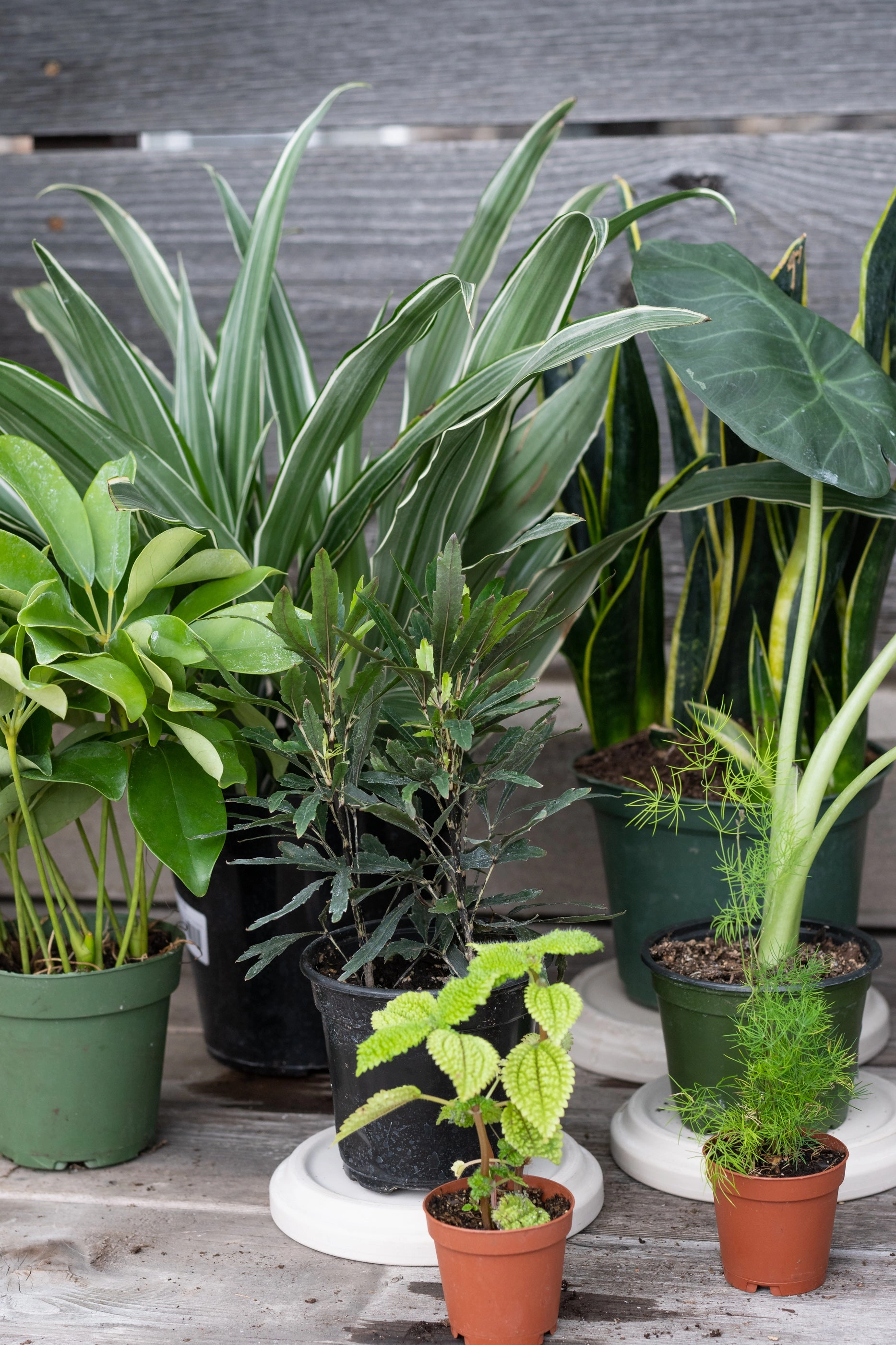 Plant Grab Bag