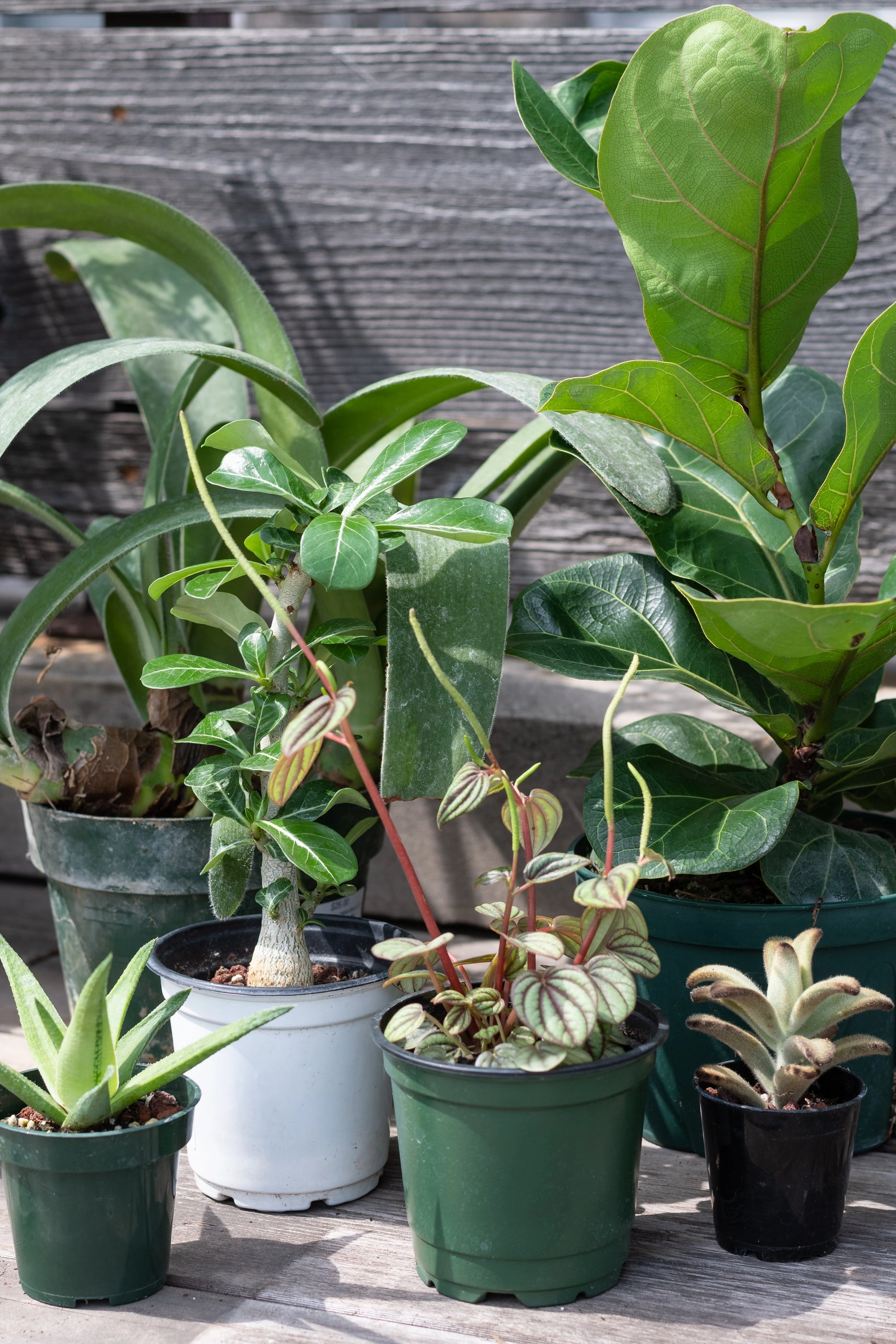 Plant Grab Bag