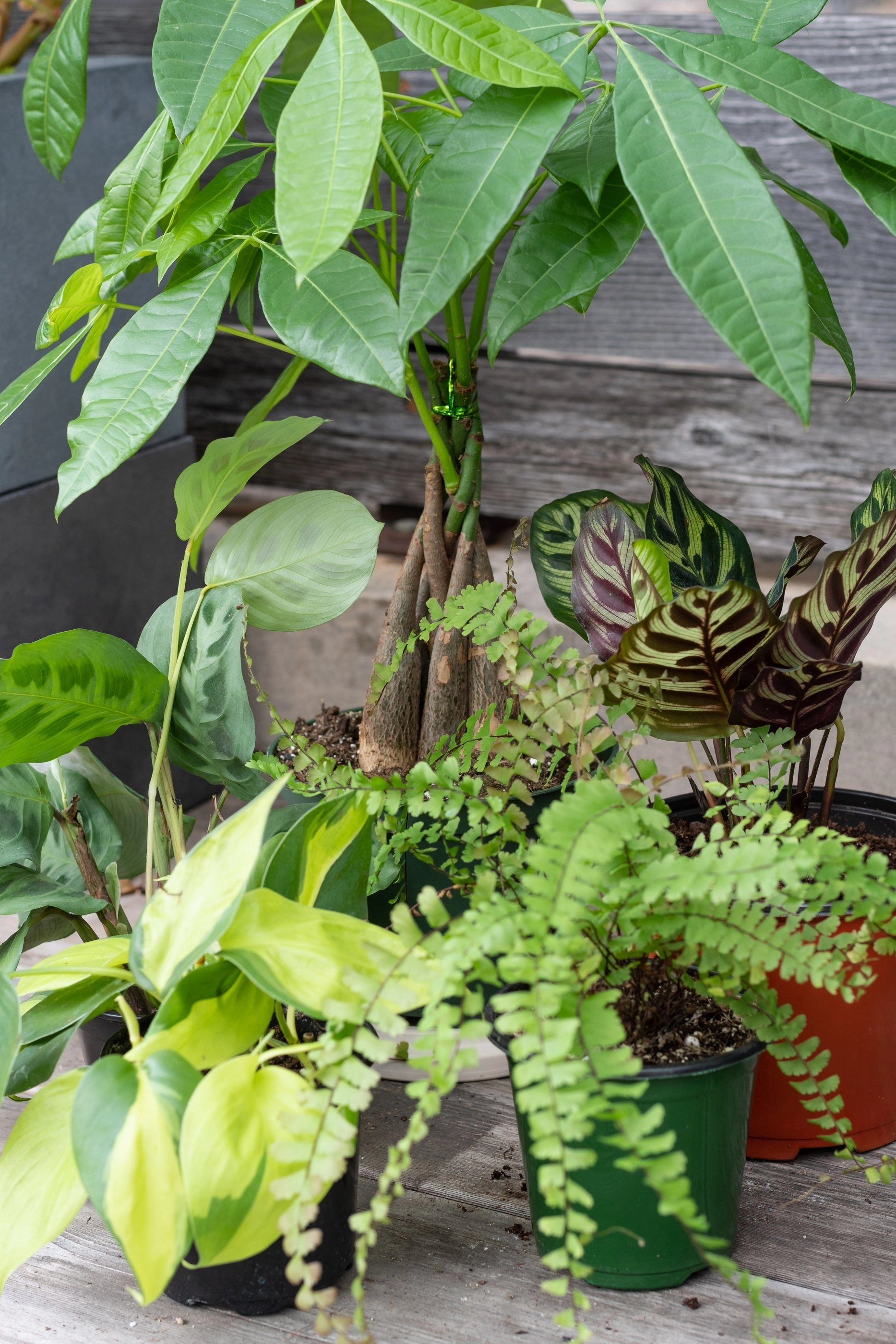 Plant Grab Bag