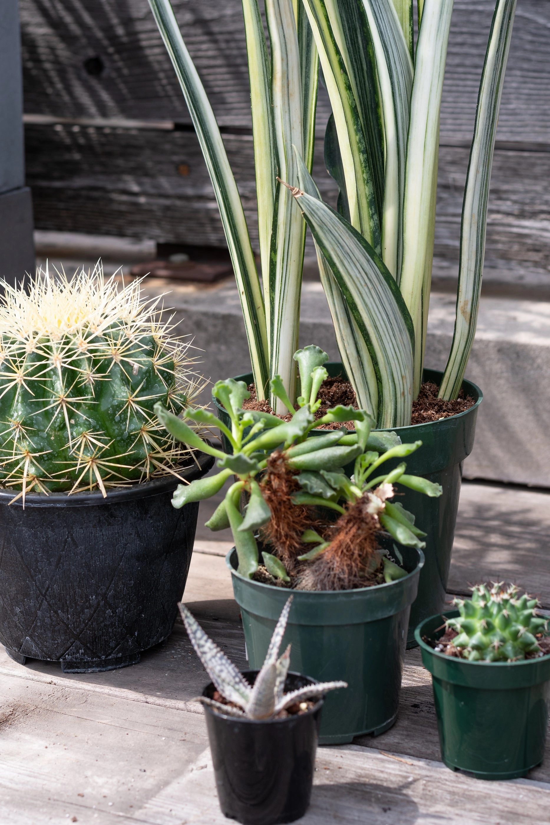 Plant Grab Bag