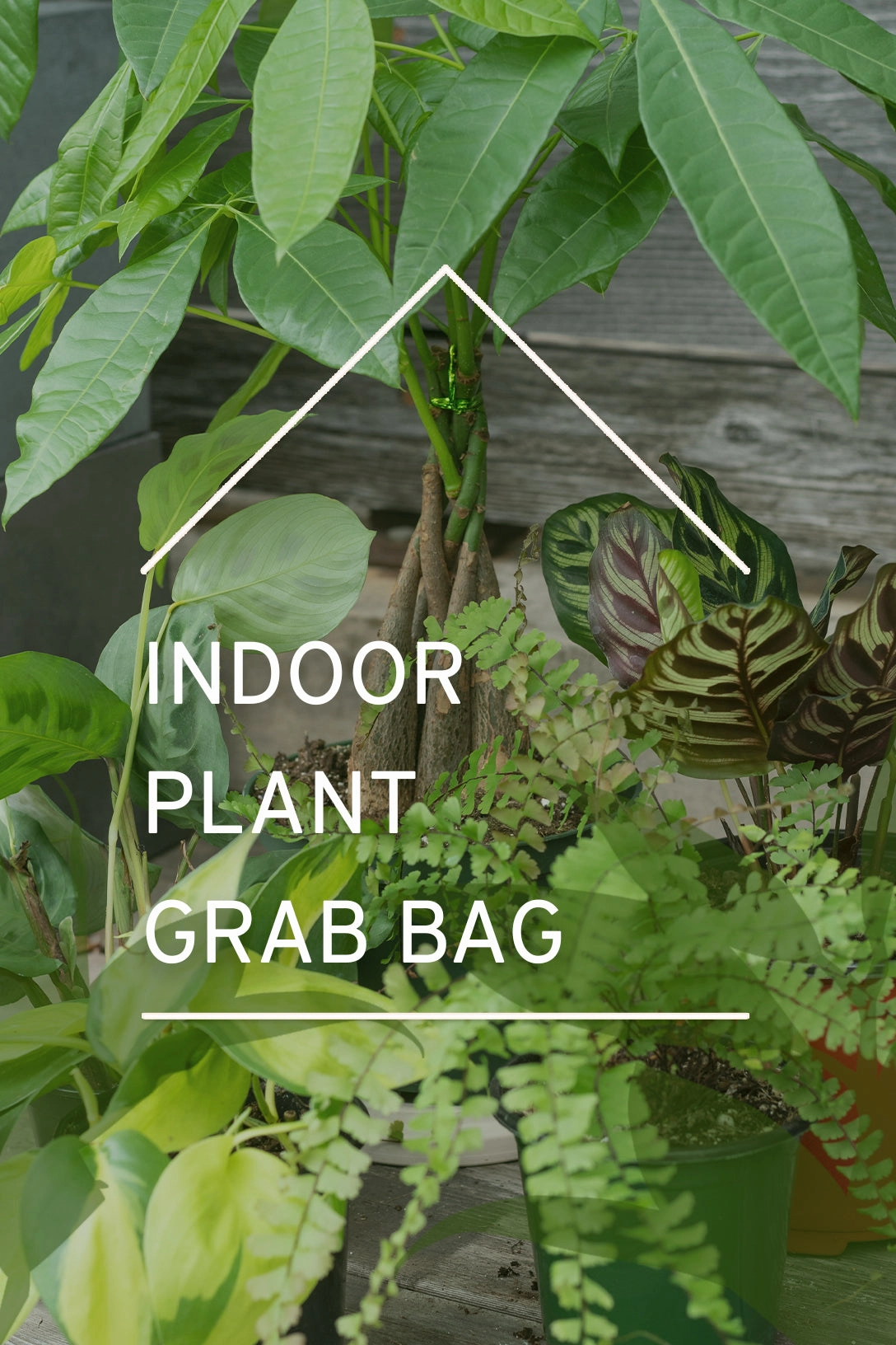 Plant Grab Bag medium flower pot  
