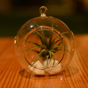 Plantlane Hanging Glass Globe Plant Terrariums Orbs Air Plants Tea Light Candle Holders cactus succulent plant  