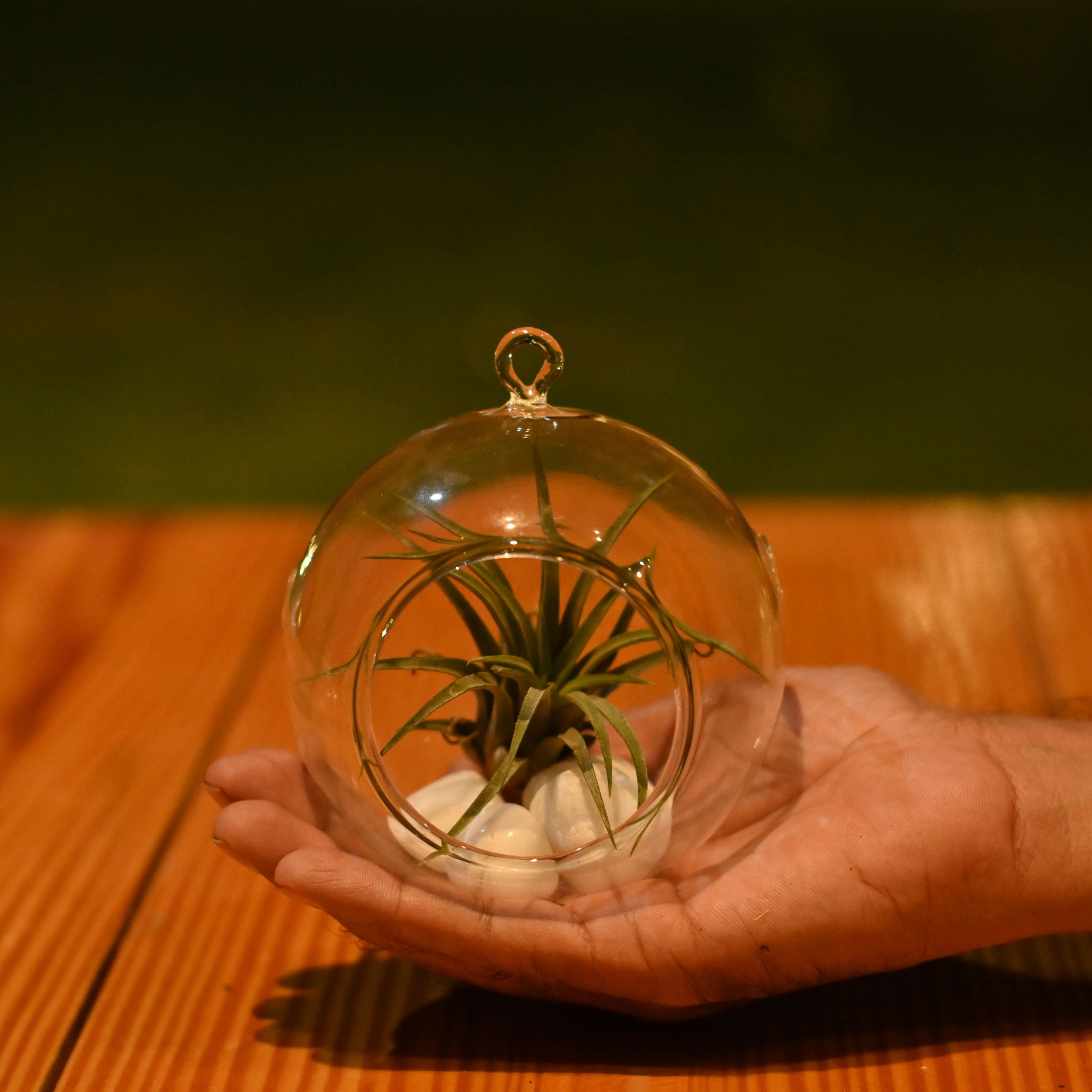 Plantlane Hanging Glass Globe Plant Terrariums Orbs Air Plants Tea Light Candle Holders