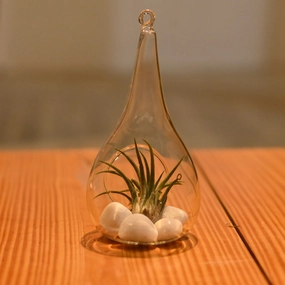 Plantlane Tear Drop Shape Glass Hanging Planter, Indoor Gardening Terrarium for Artificial Plants Rust Resistant cactus succulent plant  