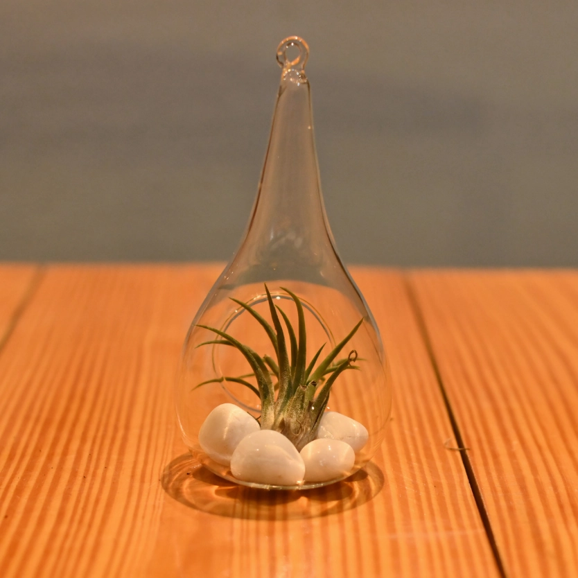 Plantlane Tear Drop Shape Glass Hanging Planter, Indoor Gardening Terrarium for Artificial Plants Rust Resistant