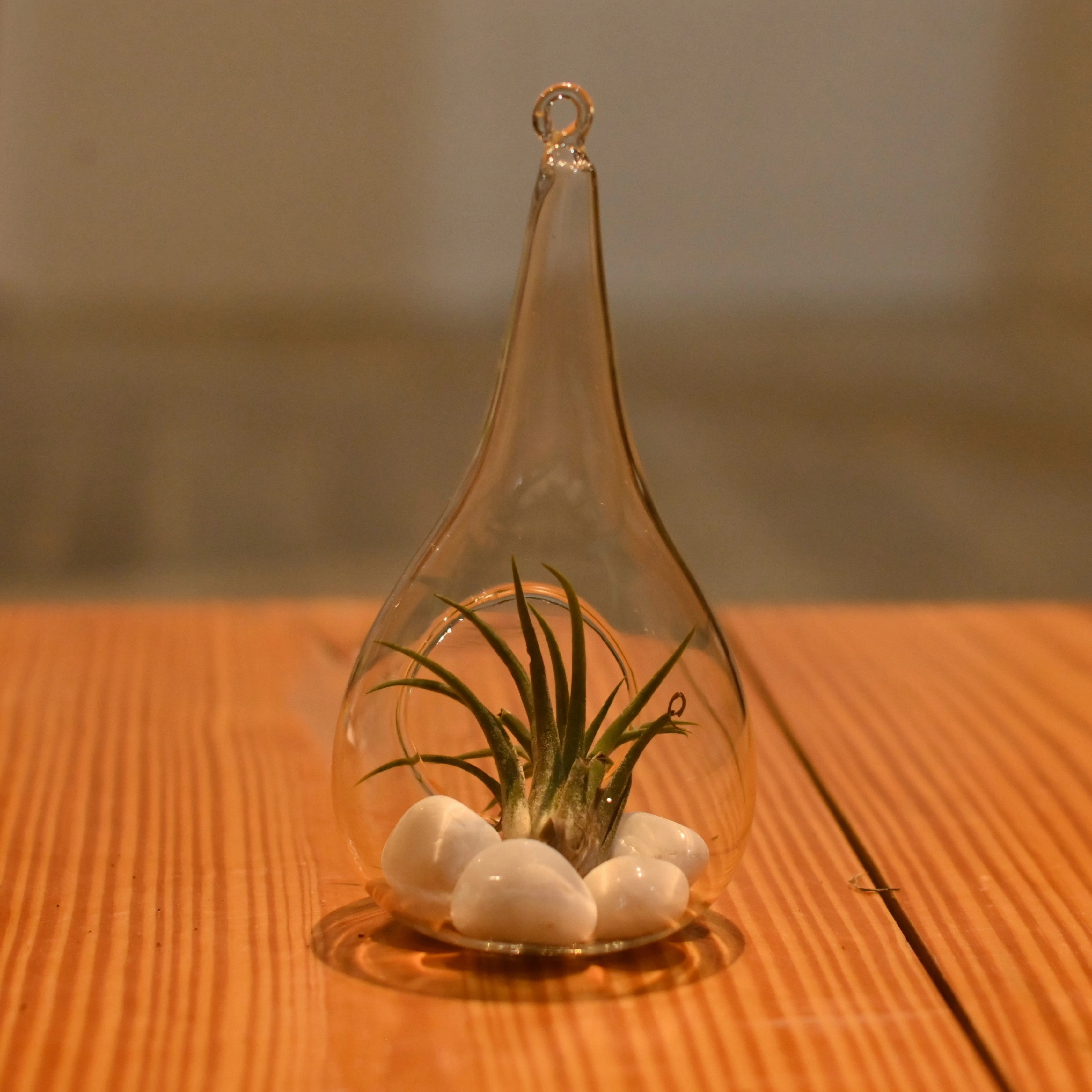 Plantlane Tear Drop Shape Glass Hanging Planter, Indoor Gardening Terrarium for Artificial Plants Rust Resistant