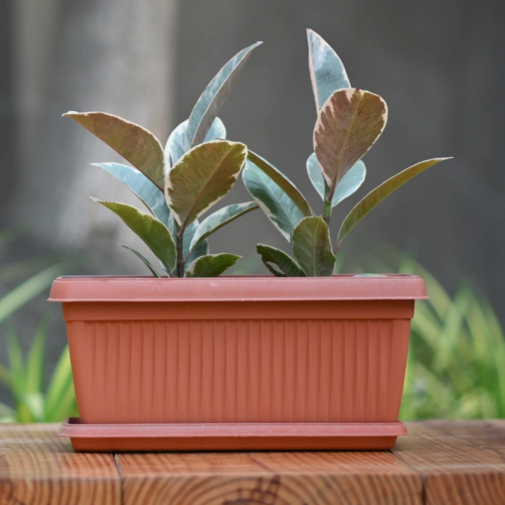 Plastic Bello WP 30 Pot With Tray- Set of 4