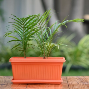 Plastic Bello WP 30 Pot With Tray- Set of 4 classic flowerpot  