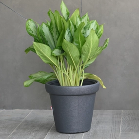 Plastic Crown Pot  10"/ Planter For Plants hanging green plant  