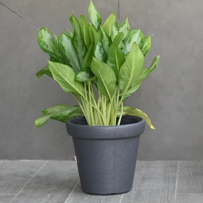 Plastic Crown Pot  10"/ Planter For Plants classic flowerpot  
