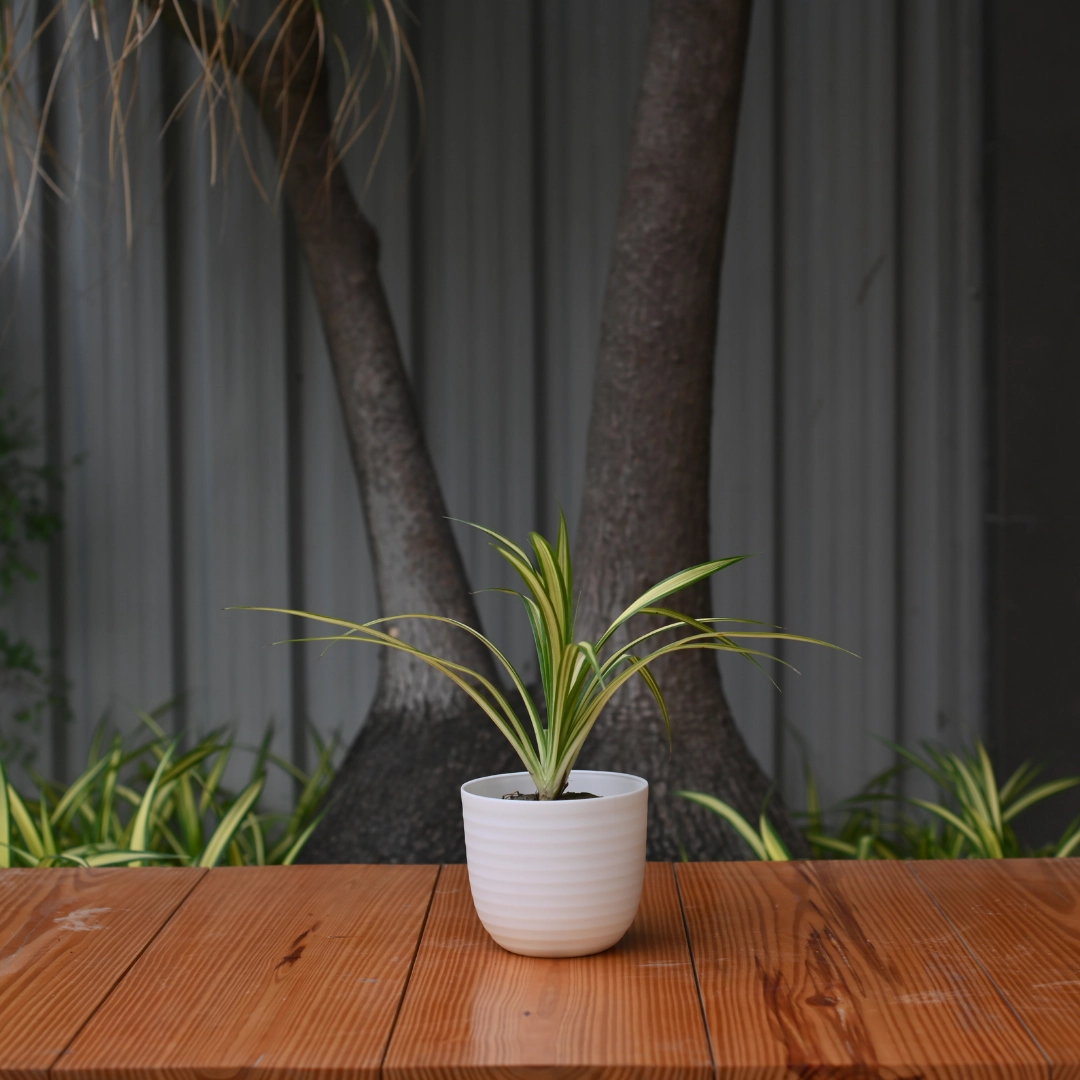 Plastic Eco Verona 17 Pot/ Planter- Set of 4