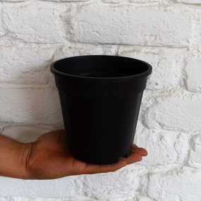 Plastic Grower Pot, Dia-6 Inch shade perennial  
