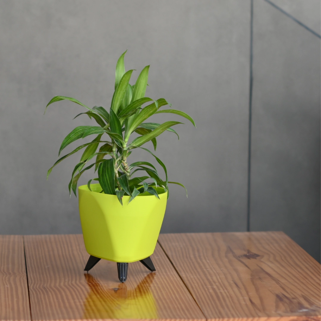 Plastic Lagos Pot/ Planter- Set Of 3