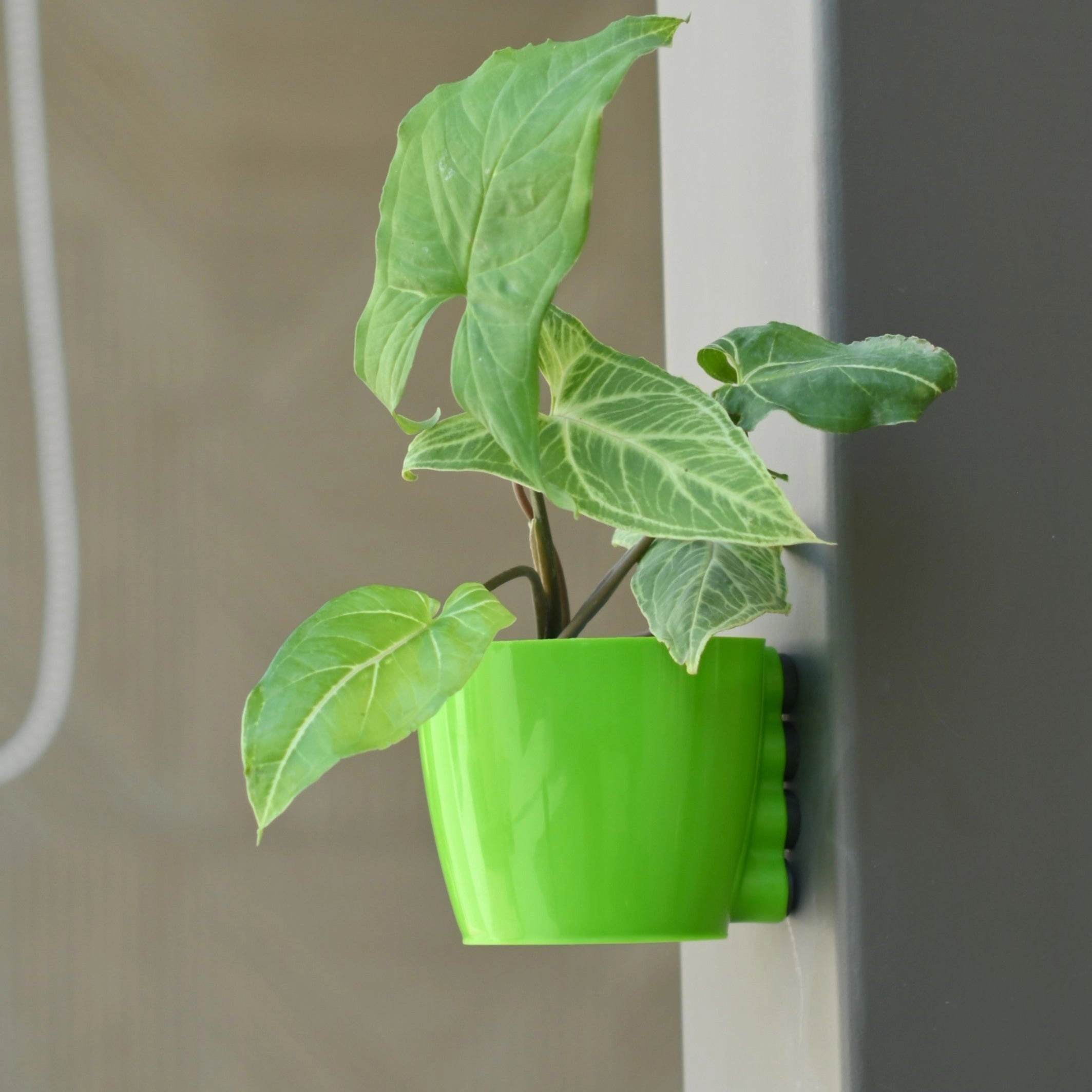 Plastic Medium Magnetic Pot- Set of 5 desktop planter  