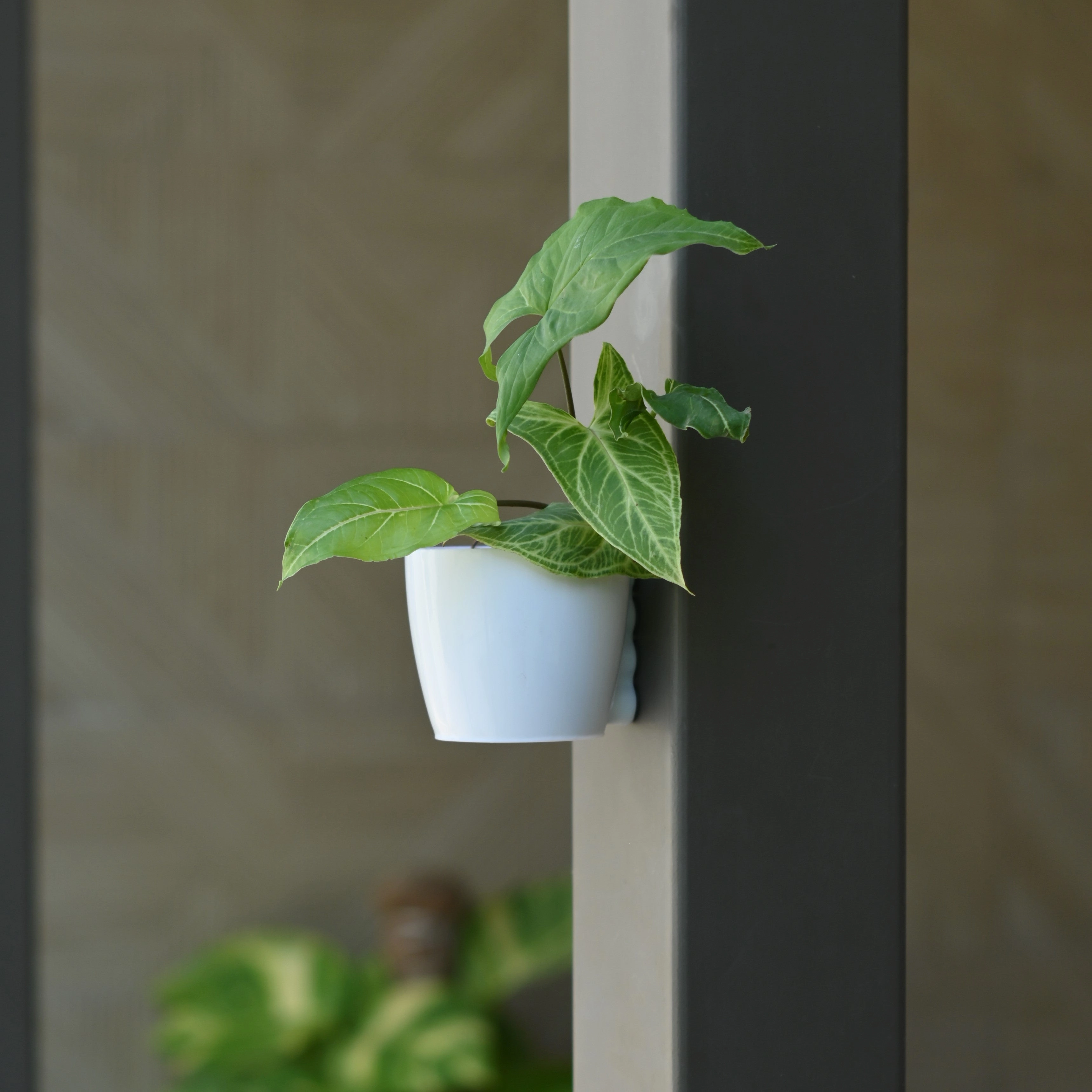 Plastic Medium Magnetic Pot- Set of 5