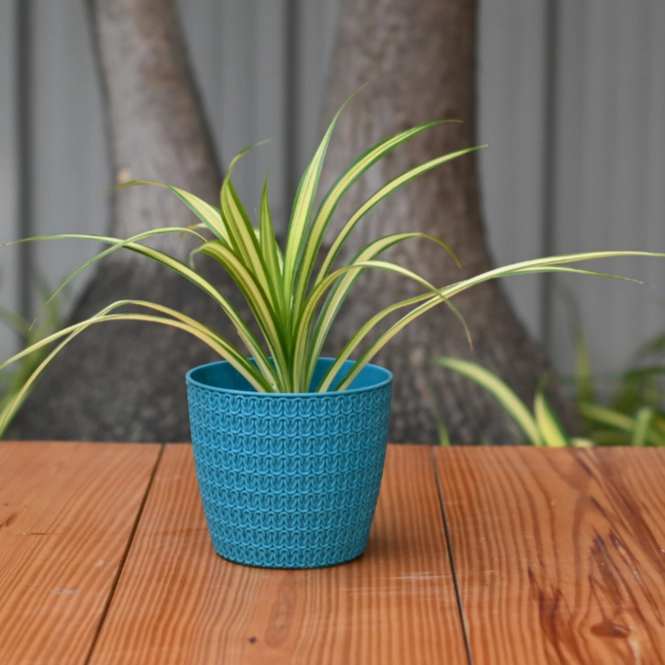 Plastic oslo 5.5' Designer Pot/ Planter- Set of 5