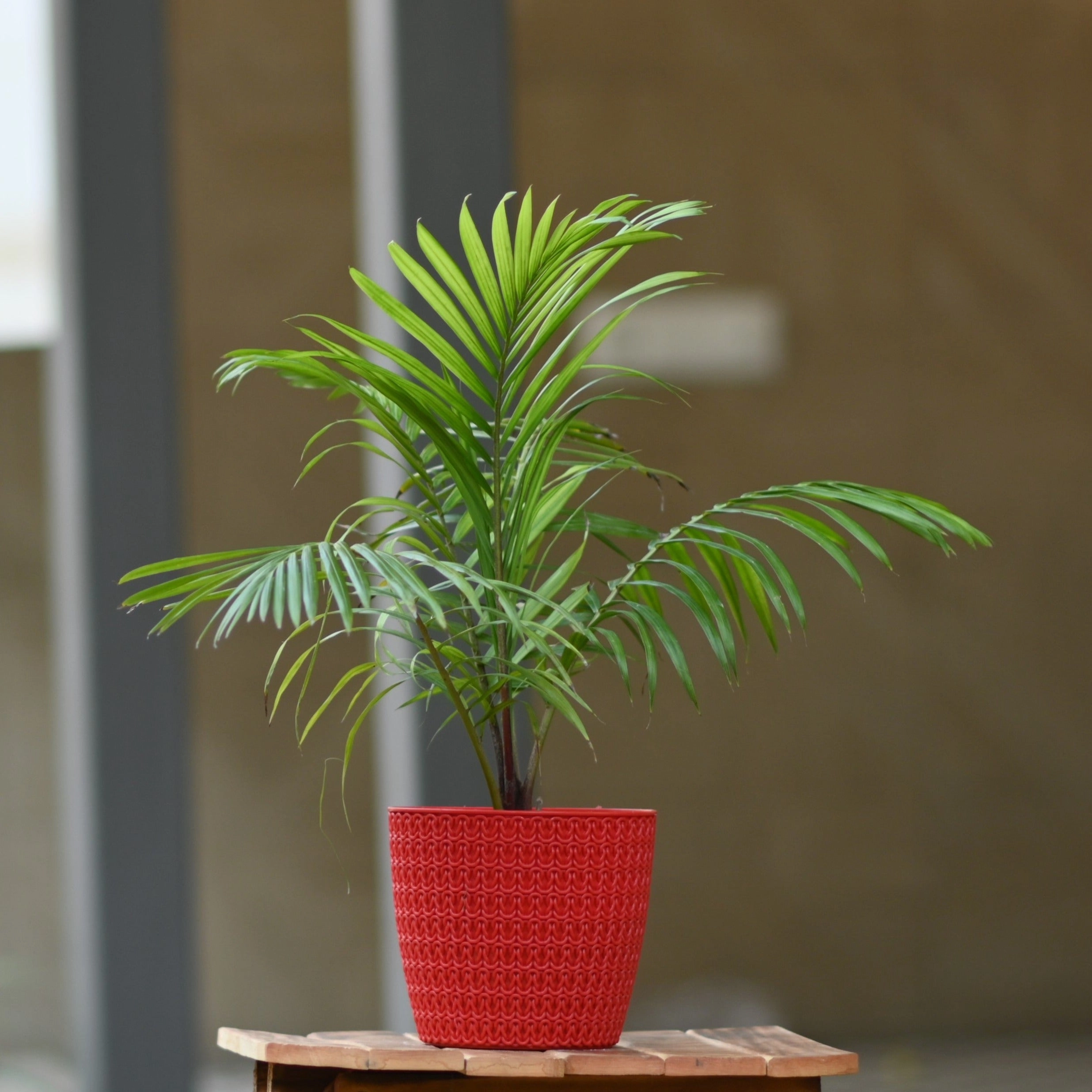 Plastic oslo 5.5' Designer Pot/ Planter- Set of 5