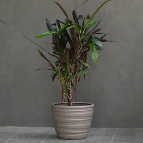 Plastic Phoenix Round Shape 8" Pot/Planter classic flowerpot  