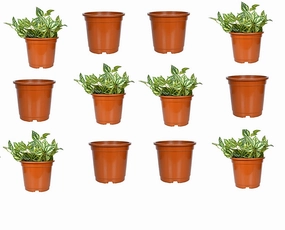  extra-large flower pot