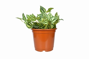 Plastic Planter (Brown, Set Of 3) hanging green plant  