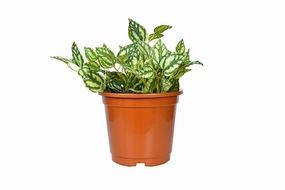 Plastic Planter (Brown, Set Of 3) shade perennial  