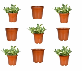 Plastic Planter (Brown, Set Of 9) shade perennial  