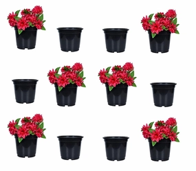 Plastic Planter (Set Of 12) shade perennial  