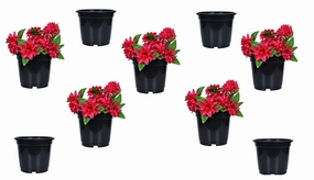 Plastic Planter (Set Of 9) hanging green plant  
