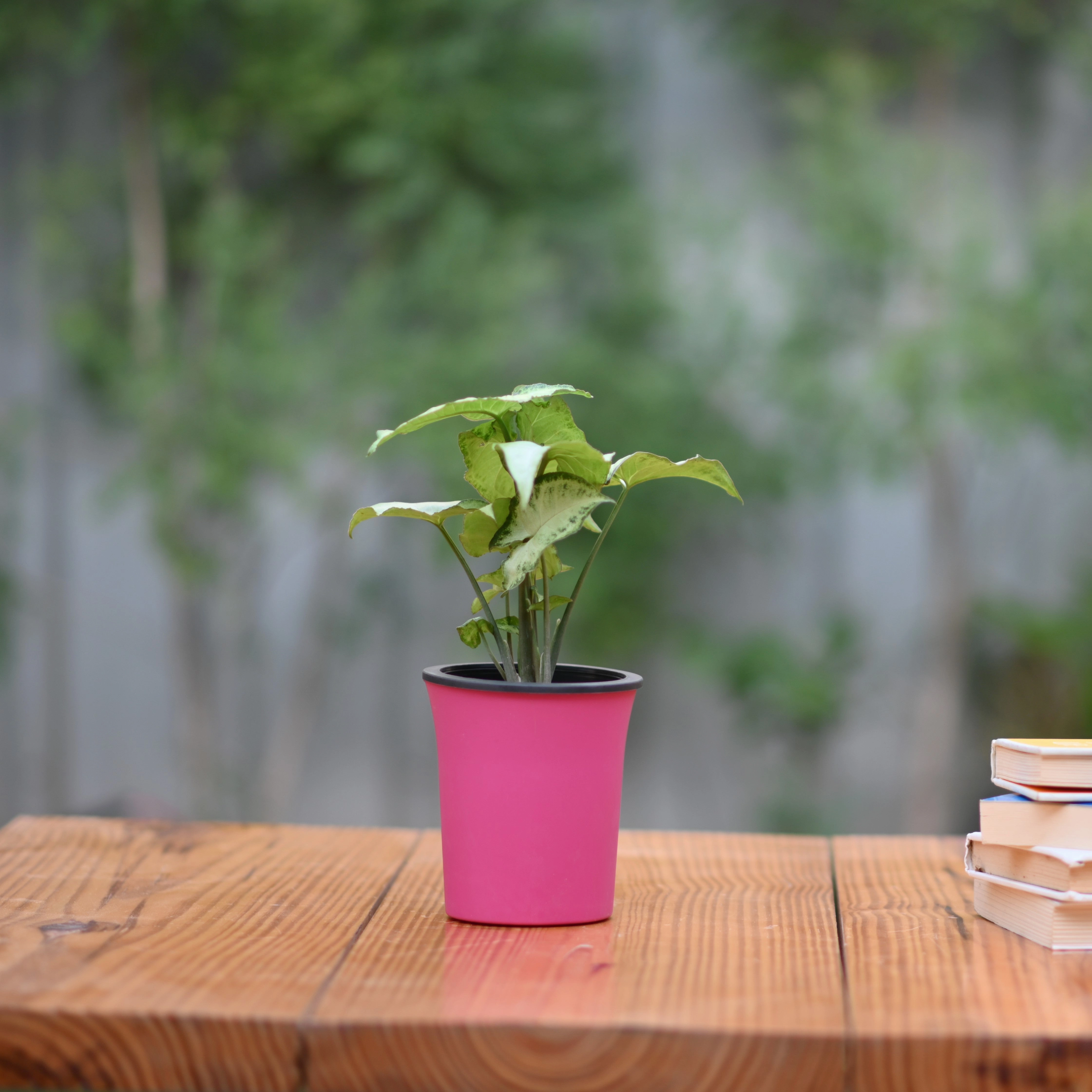 Plastic Self Watering Pot- Set of 3