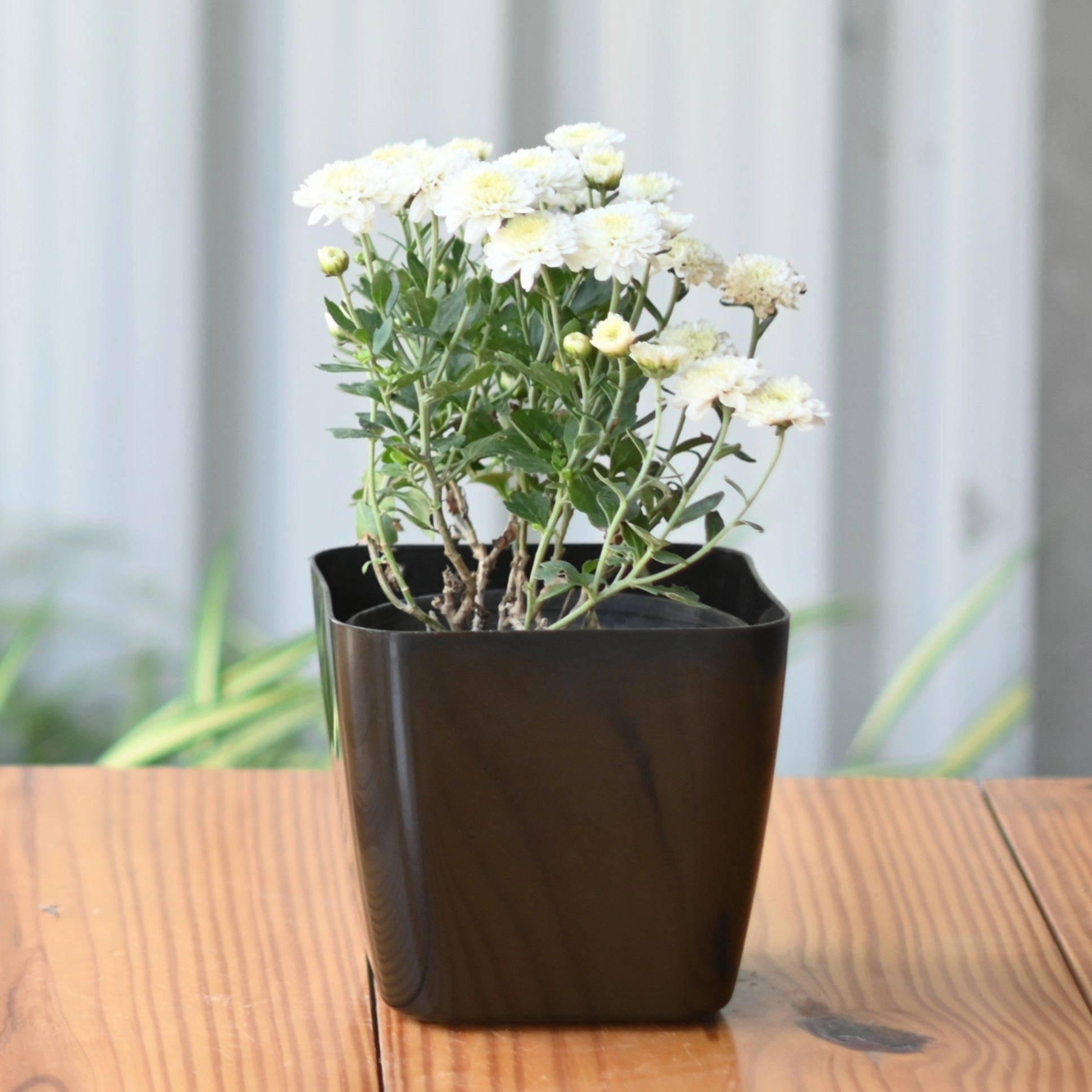 Plastic Siena 14 Pot/ Planter- Set Of 5