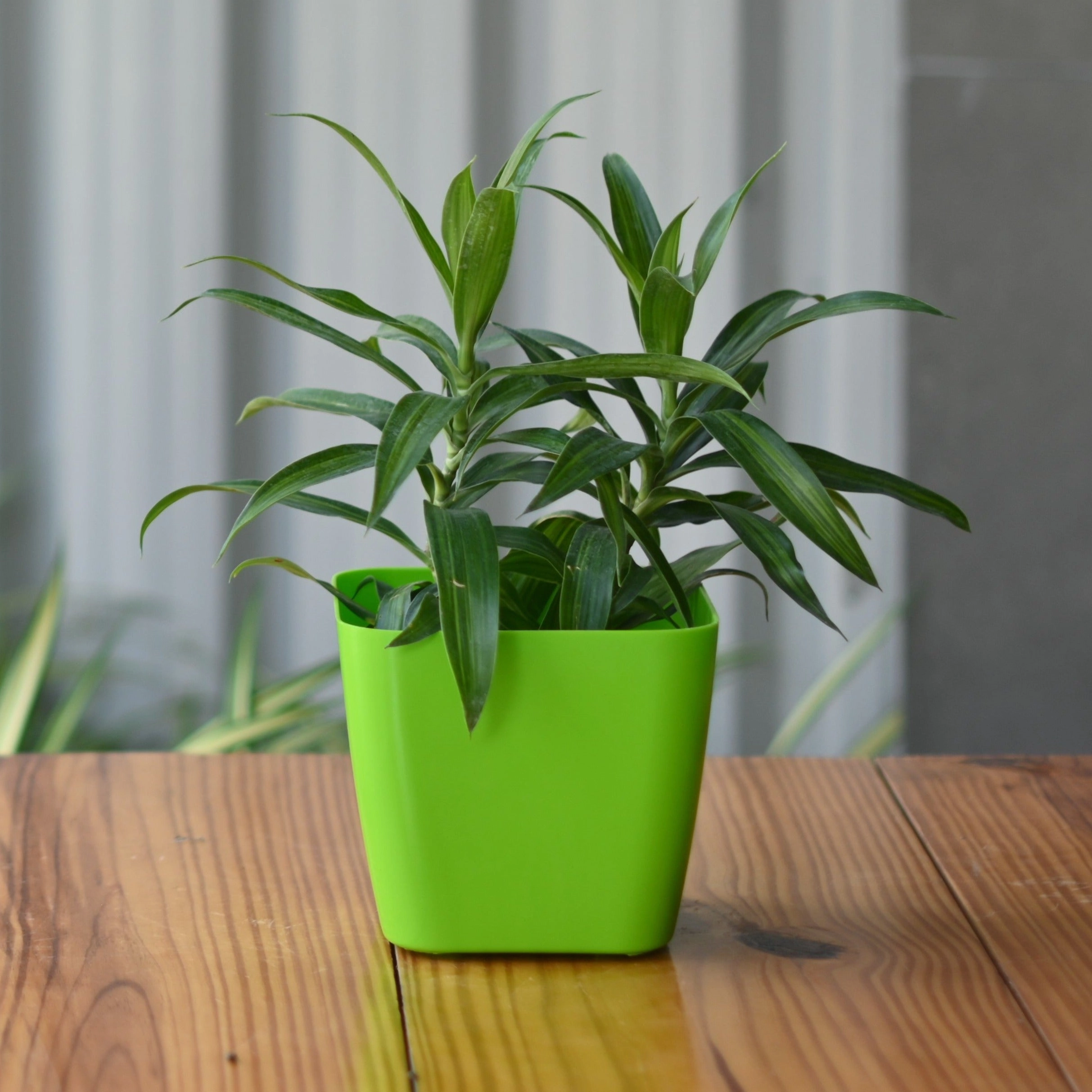 Plastic Siena 14 Pot/ Planter- Set Of 5