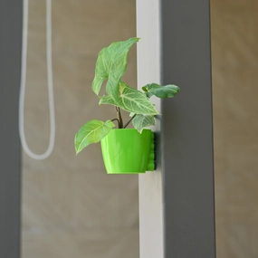 Plastic Small Magnetic Pot- Set of 5 desktop planter  