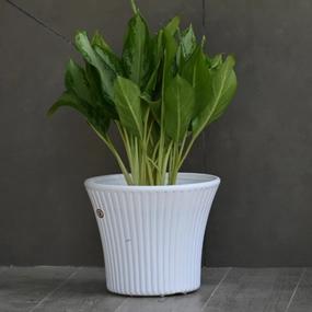 Plastic Sunshine 9.5" Planter- Set Of 2 classic flowerpot  