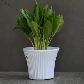 Plastic Sunshine 9.5" Planter- Set Of 2 hanging green plant  