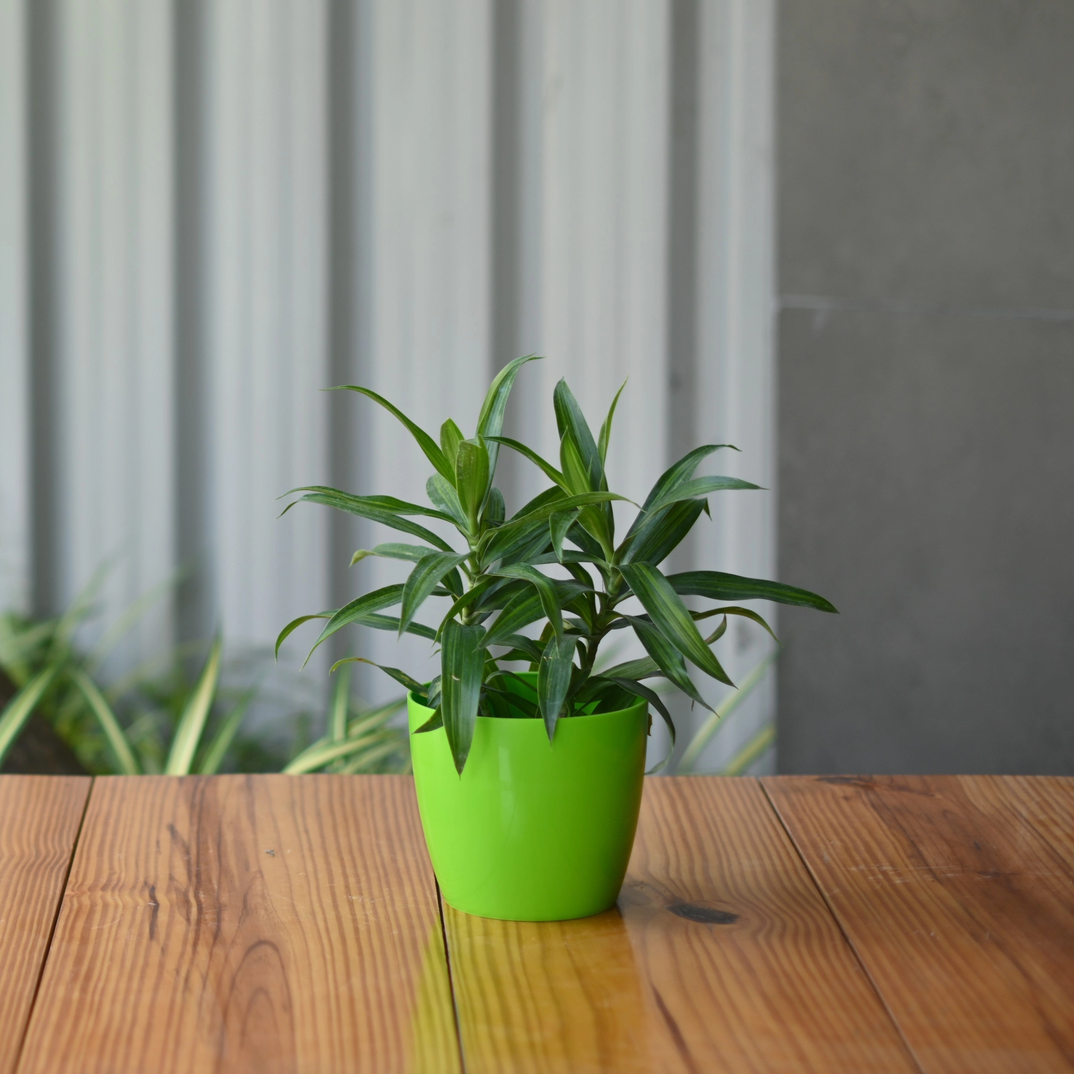 Plastic Valencia 11 Pot/ Planter For Plants- Set of 5