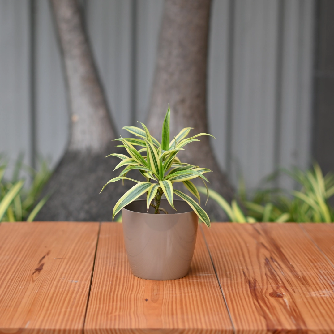 Plastic Valencia 14 Pot/ Planter- Set of 5